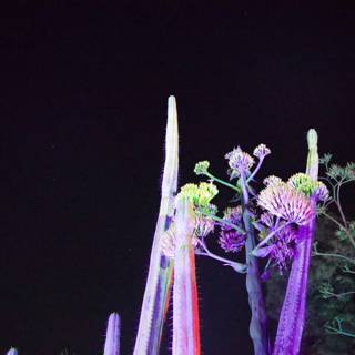 Nighttime Radiance in the Garden of D'Lights