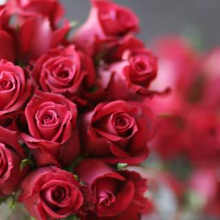 A Bouquet of 11 Red Roses