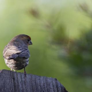 Perched in Serenity