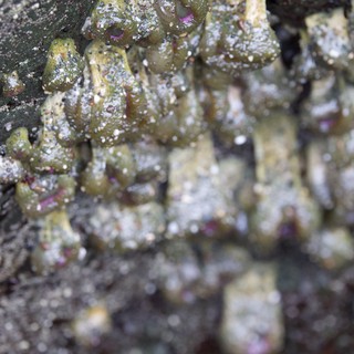 Encrusted Barnacles Clinging to Tidal Rock Surface