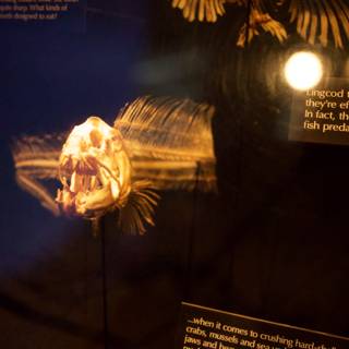 Illuminating Nature's Beauty: Exhibition at Monterey Bay Aquarium