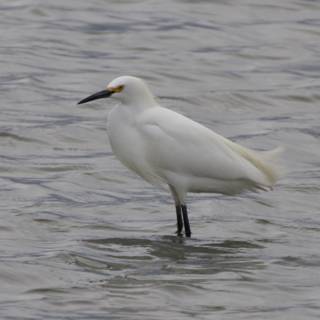 Graceful Presence in San Pablo Bay