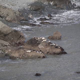 Seagulls on Promontory Rocks