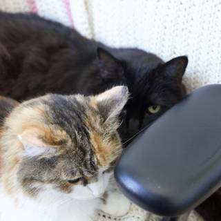 Feline Comfort on the Cushion Chair