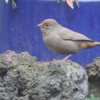Gray Songbird Perched on Textured Rock Formation