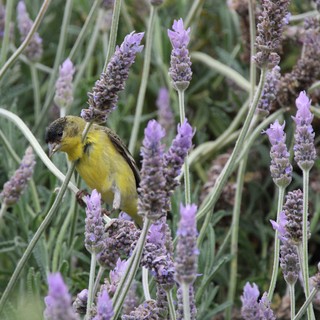Yellow Finch Perched Among Purple Lavender Blooms