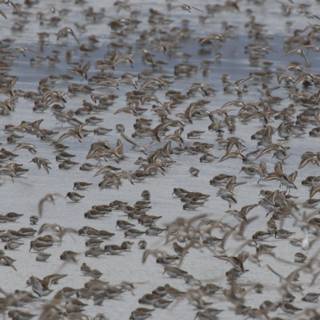 Dance of the Avian Flock
