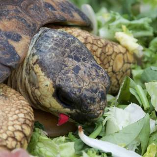Feast Fit for a Tortoise