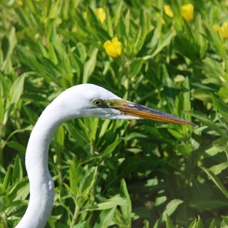 Great Egret in Spring Wetland Meadow
