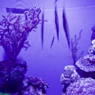 Aquarium Magic in Purple