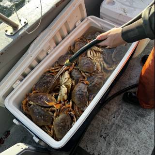 Crabbing in the Gulf of the Farallones
