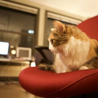 Night-time Computing with Feline Company