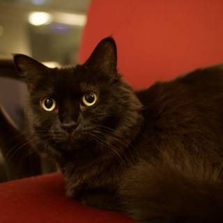A Black Cat on a Red Throne