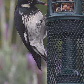 Acorn Woodpecker Feeding at Garden Bird Feeder