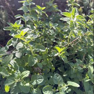 Minty Marvels in the August Sunshine