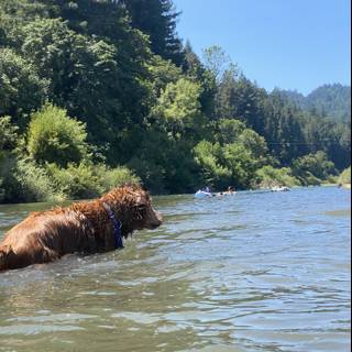 Summer Swim with Man's Best Friend