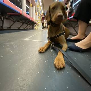 Subway Ride Companion