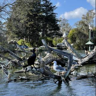 Flock of Birds on a Tree Branch at Stow Lake