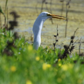 Great Egret Hunting at Water's Edge