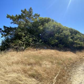 Hilltop Tree Along Trail