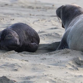 Elephant Seal Pups Resting on Drakes Beach