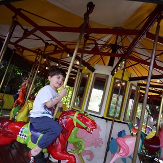Young Boy Enjoying a Carousel Ride in Fantasyland