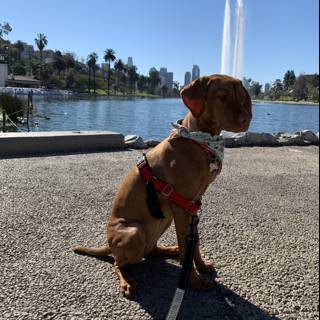 Serene Dog by the Fountain