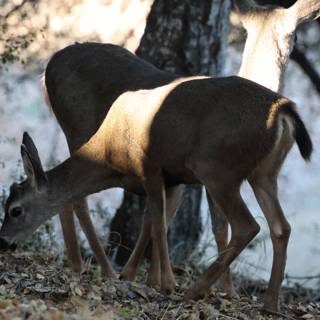 Morning Graze in Carmel Valley