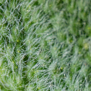 Ethereal Green Filaments Under Macro Lens