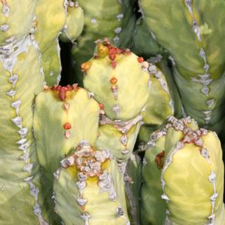 Vibrant Cactus Leaves