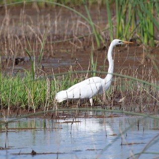 Great Egret Foraging in Yolo Bypass Wetlands