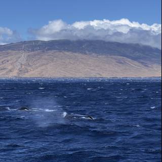 Majestic Whale Amongst the Hawaiian Mountains