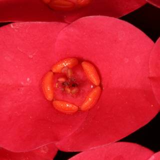 Crimson Blossoms