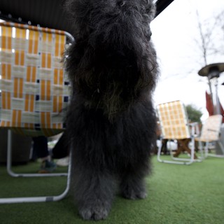 Fluffy Black Poodle on Rooftop Terrace