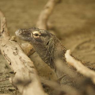 Beholding the Behemoth: An Encounter with a Monitor Lizard