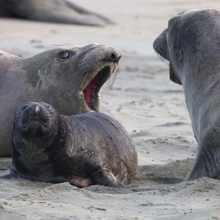 Elephant Seal Pup with Protective Adults at Drakes Beach