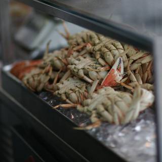 Freshly Caught Crabs on Display