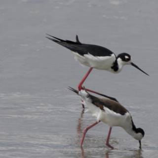 Graceful Waders