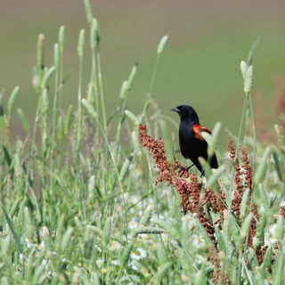 Red-winged Blackbird Perched Among Wetland Grasses