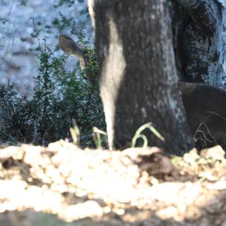 Silent Observers of the Woodland