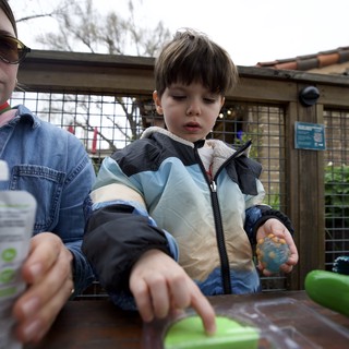 Young Child Engaged in Animal Feeding Activity