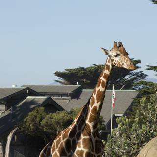 A Stately Giraffe: The Majestic Blend of Wildlife and Architecture