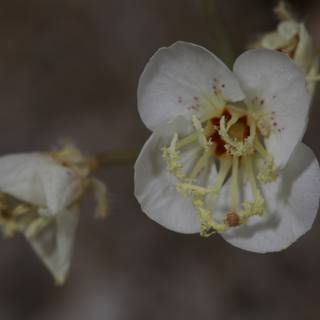 Delicate White Blossom
