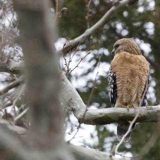 Red-shouldered Hawk Perched in Winter Trees