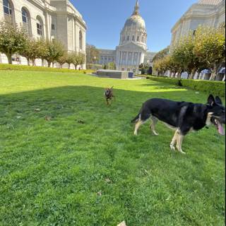 Canine poses in front of iconic capitol building
