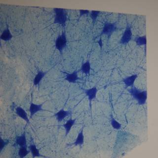 Blue and White Cellular Art