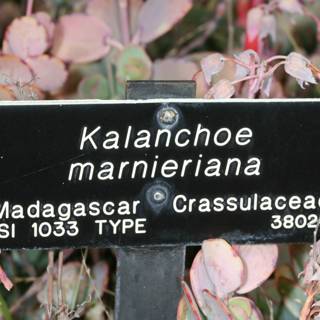 Kalanchoe Marinara Sign