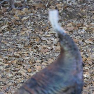 Turkey in the Leaves