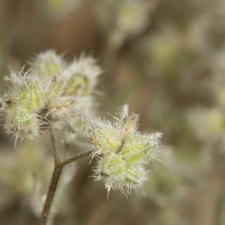 A Close-Up of Grass and Flowers