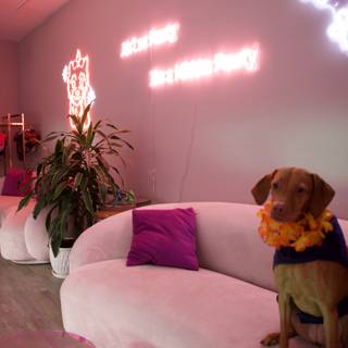 Glowing Oasis with our Furry Friend
